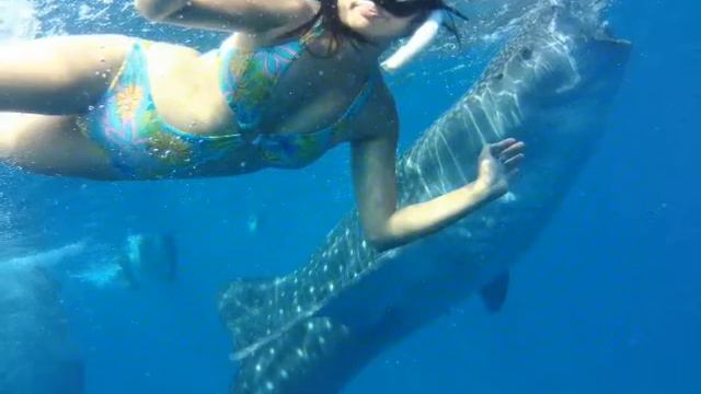 Whaleshark Freediving - Oslob Cebu смотреть онлайн