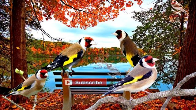 بتبتة , راح يهبل حسونك عند سماعها | لا صمت بعد اليوم смотреть онлайн