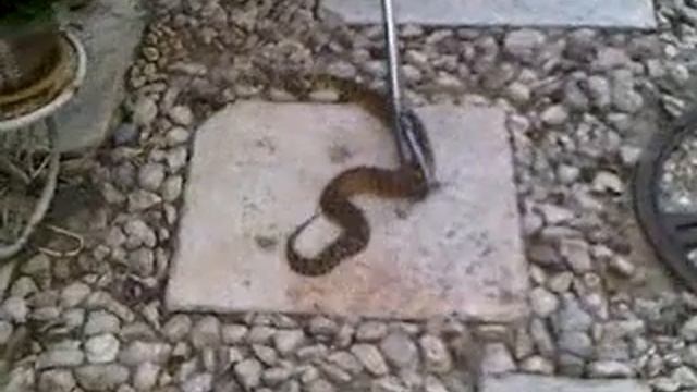 נחש צפע בקרניצי הילס смотреть онлайн