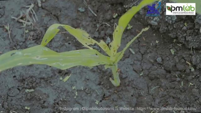 (Short Video) MELIHAT SEBARAN HAMA 𝘚𝘱𝘰𝘥𝘰𝘱𝘵𝘦𝘳𝘢 𝘧𝘳𝘶𝘨𝘪𝘱𝘦𝘳𝘥𝘢 DI SUMBA смотреть онлайн