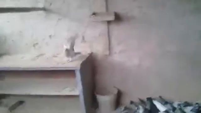 Голуби такла смотреть онлайн