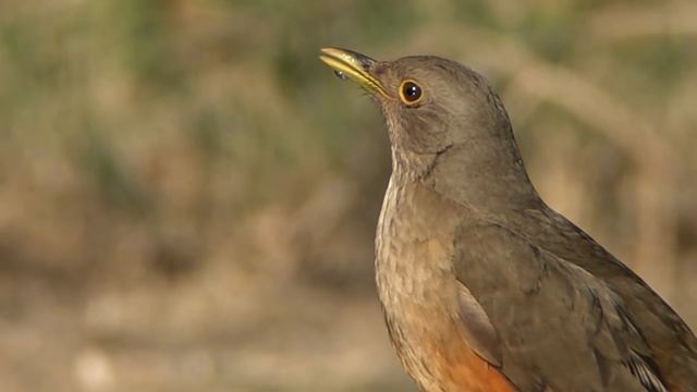 ¿TE GUSTARÍA que muchas AVES visiten tu CASA? Mira... смотреть онлайн
