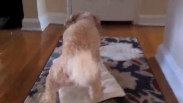 Lana, Lilo, and the SturdiBag Pad смотреть онлайн