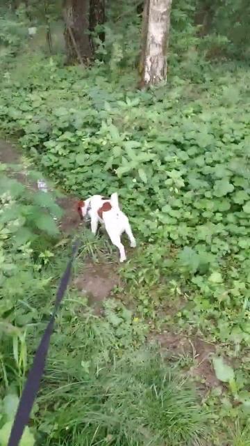 #собака #jackrussell #животные #джекрассел #собаки смотреть онлайн