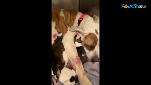 Happiness Bursts When She Gives Birth to 10 Cute Puppies After Being Sold to Many Pet Store Owners смотреть онлайн