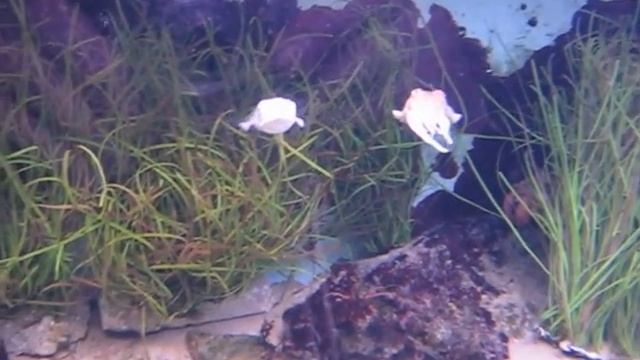 океанариум Лиссабон медузы акула мурена часть 3. Lisbon Oceanarium jellyfish shark moray part 3 смотреть онлайн