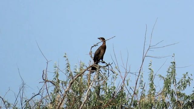 761. Kormorán malý, Pygmy Cormorant, Zwergscharbe, Малый баклан, Kormoran mały смотреть онлайн