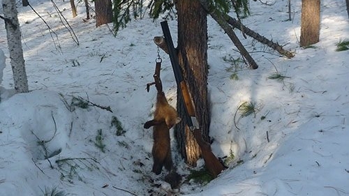 Охота на соболя