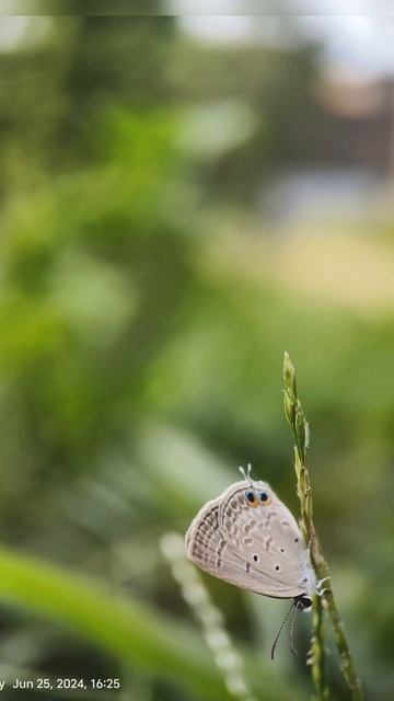 Krishner 🦋🦚 #butterfly #mobilephotography #macrolens #macro #nature #naturephotography #flute смотреть онлайн