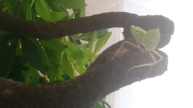 Hierodula Majuscula feeding after shedding. It's смотреть онлайн