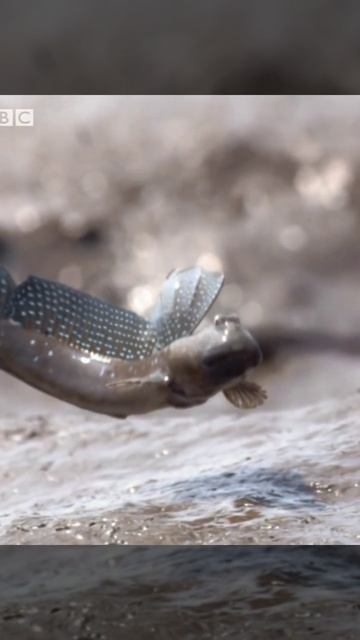 Mudskipper : The Fish that walk on the land. смотреть онлайн