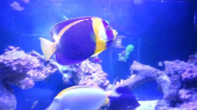 scribbled angel смотреть онлайн