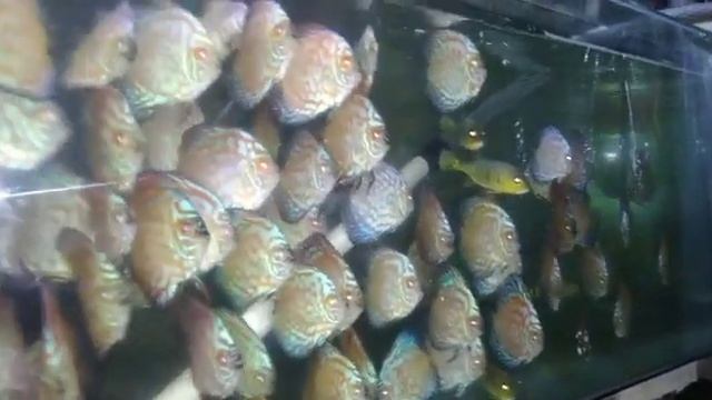 discus 3" смотреть онлайн