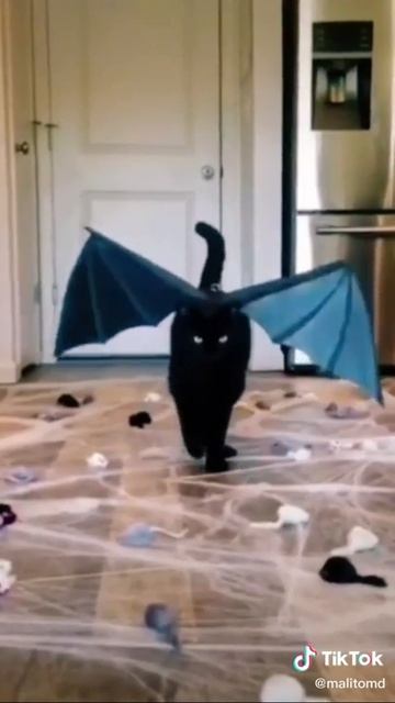 PASARELA DE HERMOSO GATITO...!! смотреть онлайн