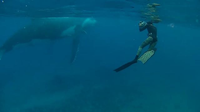 Freediving With A Whale смотреть онлайн