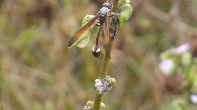Belonogaster grisea, Krabo, Ghana, 22 Jan 2019 смотреть онлайн