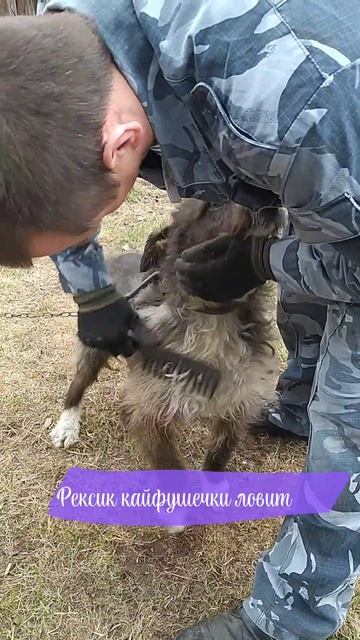 весенний причесон🐕 #2024 #вятка #киров #весна #песик #собака #апрель смотреть онлайн