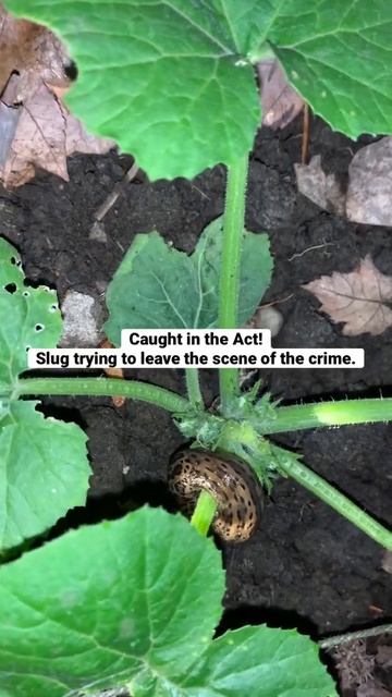 Caught in the Act. Slug Eating the Top of a Zucchini Plant смотреть онлайн