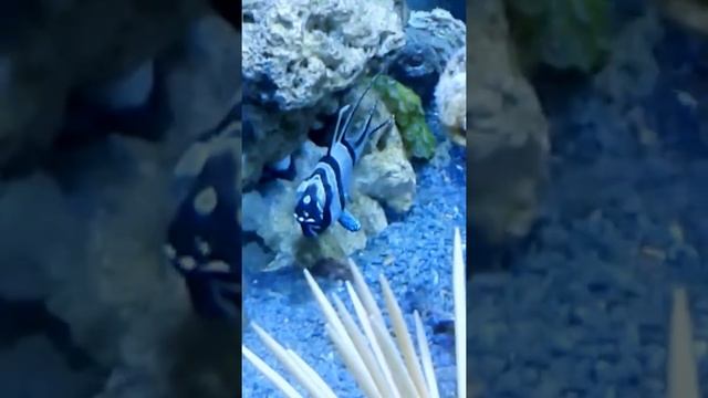 Banggai cardinalfish reproduction (Pterapogon kauderni) The time of birth смотреть онлайн