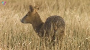 ▽ Самые странные животные на планете Земля. Документальный фильм о животных