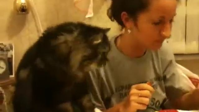 Едим вместе с Барсиком 2014 смотреть онлайн