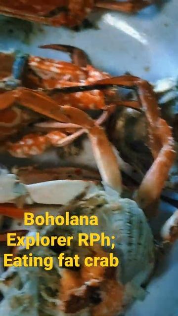 🇵🇭🇧🇪ENORMOUS FAT CRAB FRESH FROM THE MARKET 200 PESOS A KILO // TALIBON BOHOL смотреть онлайн