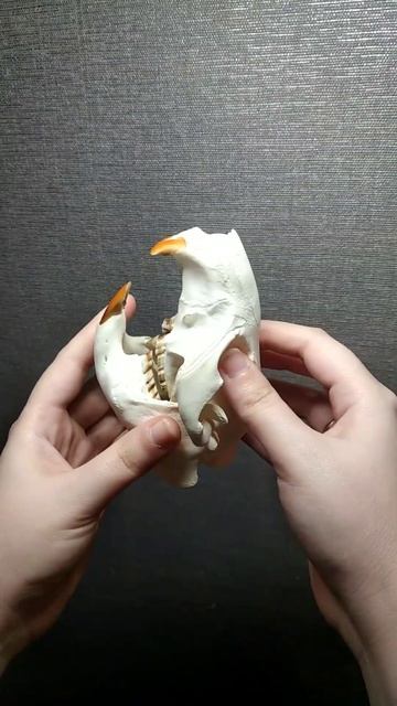 Череп Бобра - Таксидермия | Черепа животных смотреть онлайн