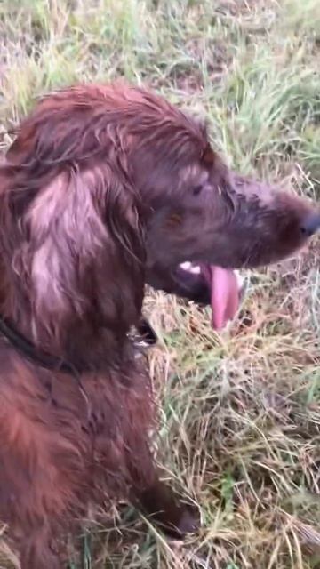 Моя #Ассоль #ИрландскийСеттер #сеттер #любимаясобака смотреть онлайн