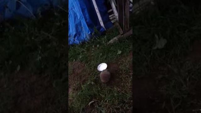 Собаки напугали ежиху смотреть онлайн