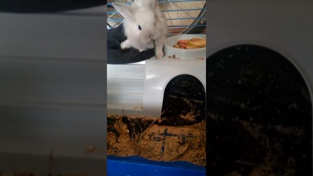 Наш первый кролик смотреть онлайн