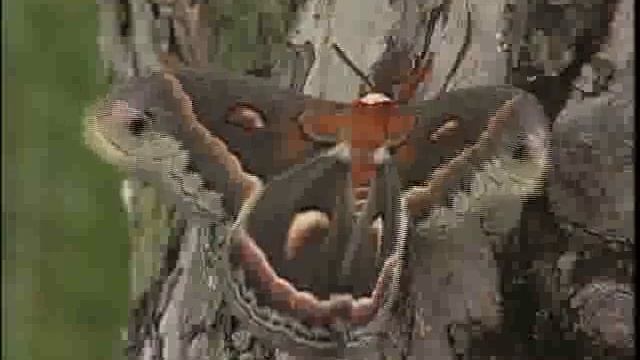 Cecropia Moth смотреть онлайн
