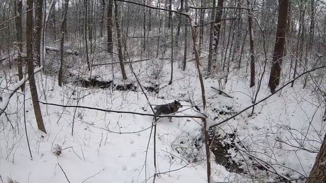 "Rita Mae Young" by The Record Company set to video of Cattle dog & German Shepard - Snow Day смотреть онлайн