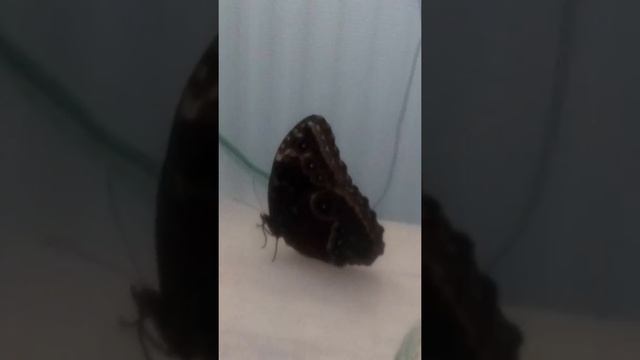 Blue morpho butterfly rehousing video смотреть онлайн