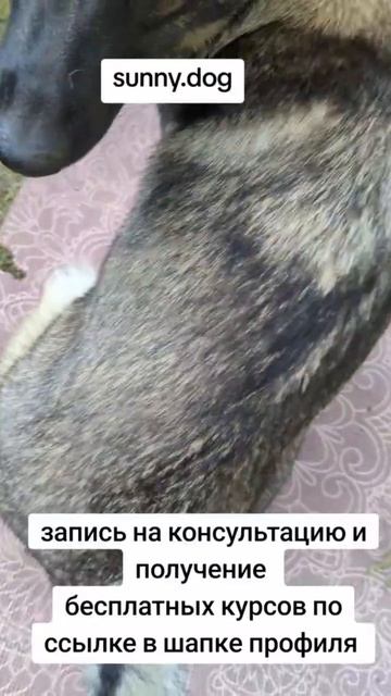 проблемы с суставами? проверяем а ваш пес сидит правильно? смотреть онлайн