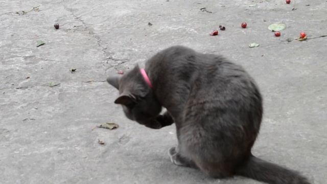 Кот умывается смотреть онлайн