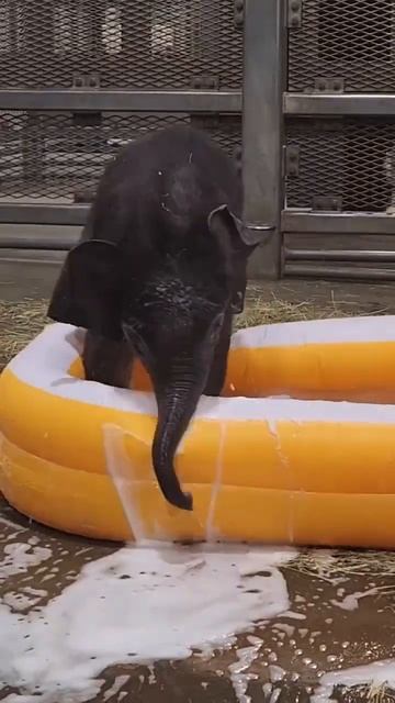 Baby’s first bubble bath! #animal #animals #babyanimals #cuteanimals смотреть онлайн