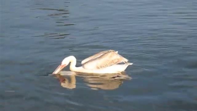 White Pelican, Crete смотреть онлайн
