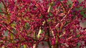 Богдинско - Баскунчакский заповедник  (Я. Осканов}