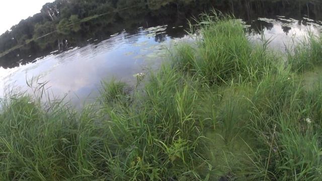 Клëв красноперки и наглость щуки.Такого у меня еще не было.! смотреть онлайн