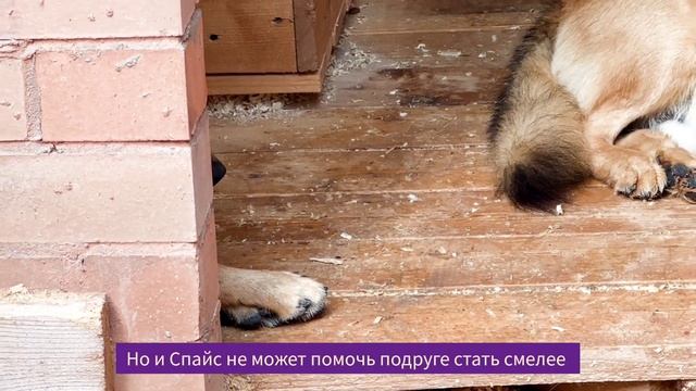 Несчастная Аура из приюта *Москва. смотреть онлайн