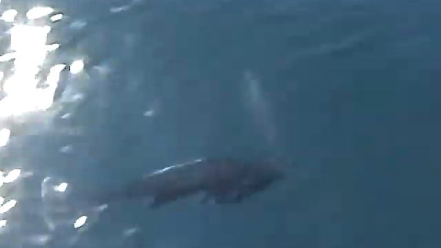 porpoise swimming infront of fishing boat смотреть онлайн