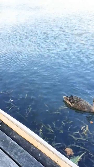 🤩Black swan family duck bird video in Australia 😆 Nice to meet you #shorts #pet #animal смотреть онлайн