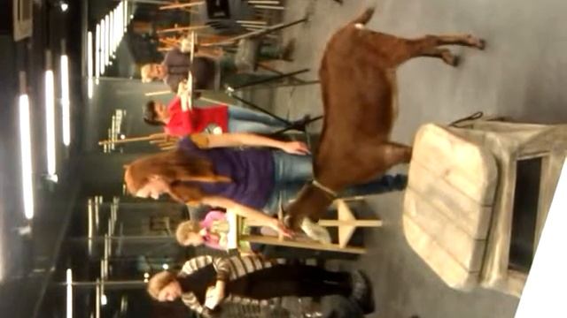 нубийская коза в Рукавишников-студия смотреть онлайн