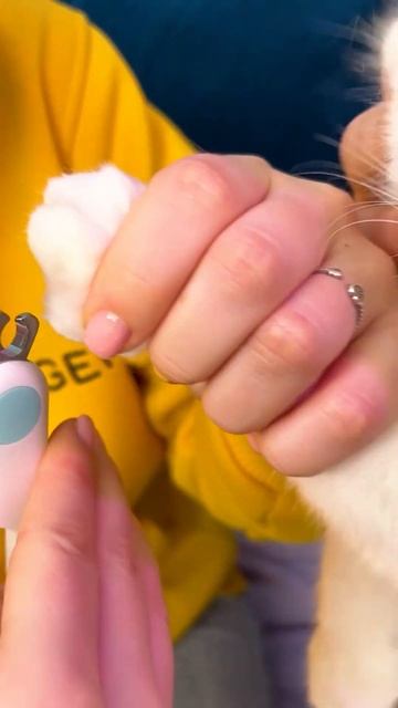 Как подстригать когти кошке 💅💅 #shorts #cat смотреть онлайн