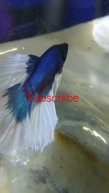 blue fish #viral #shorts смотреть онлайн