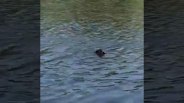 Утка против на норка смотреть онлайн