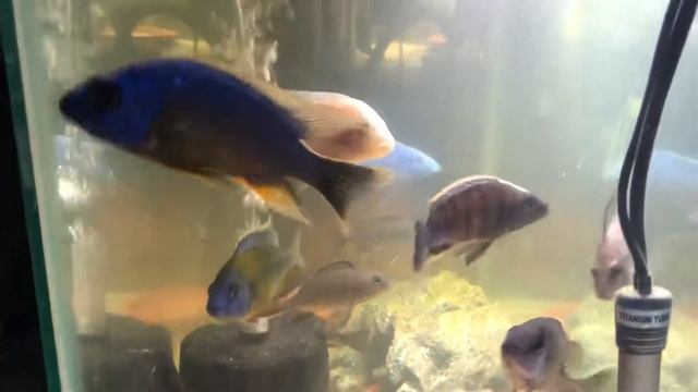 Taiwan reef, white knight, blue Ahli, blue neon, breeding group смотреть онлайн