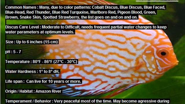 Discus Fish profile смотреть онлайн