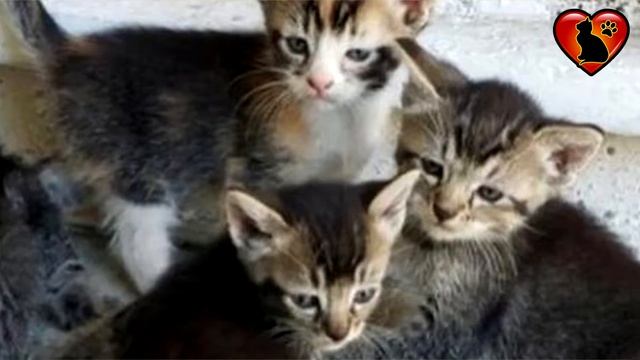 Кошка пришла к женщине, чтобы дать котятам возможность выжить... смотреть онлайн