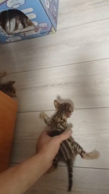 Бенгальские котята 😍😍😍😍 смотреть онлайн